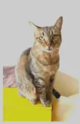 NALA