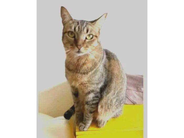Gato ra a srd tigradinha  idade 2 anos nome NALA