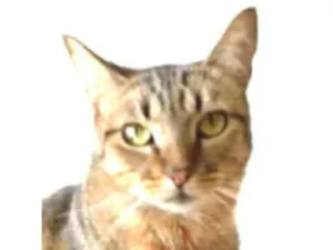 Gato raça srd tigradinha  idade 2 anos nome NALA