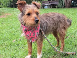 Cachorro raça SRD-ViraLata idade 1 ano nome BENJI
