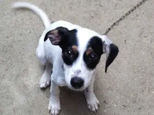 Cachorro raça SRD-ViraLata idade 2 a 6 meses nome Sem nome