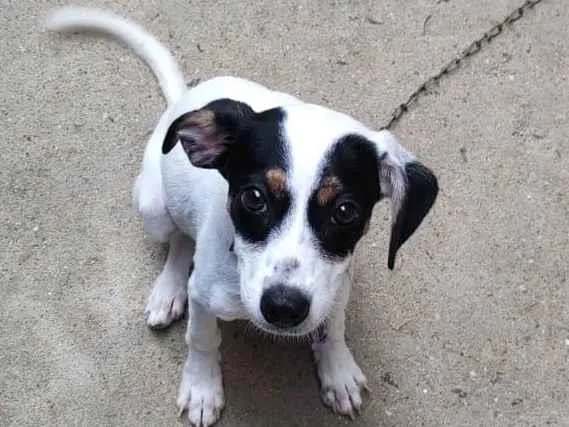 Cachorro ra a SRD-ViraLata idade 2 a 6 meses nome Sem nome