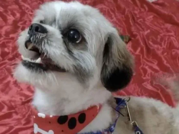 Cachorro ra a Shitzu  idade 1 ano nome Nino 