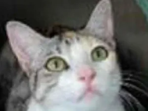 Gato raça srd idade 1 ano nome PENÉLOPE 