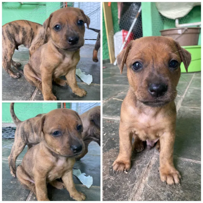 Cachorro ra a SRD-ViraLata idade Abaixo de 2 meses nome Filhote