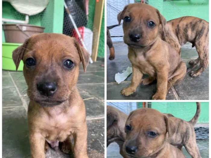 Cachorro ra a SRD-ViraLata idade Abaixo de 2 meses nome Filhote