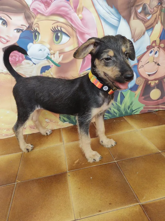 Cachorro ra a SRD-ViraLata idade 2 a 6 meses nome Eva
