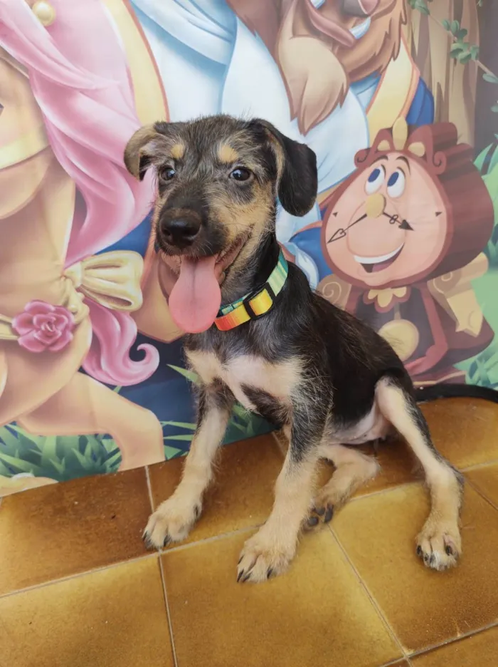 Cachorro ra a SRD-ViraLata idade 2 a 6 meses nome Eva