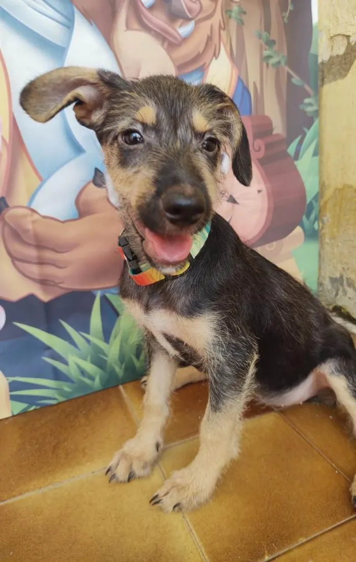 Cachorro ra a SRD-ViraLata idade 2 a 6 meses nome Eva