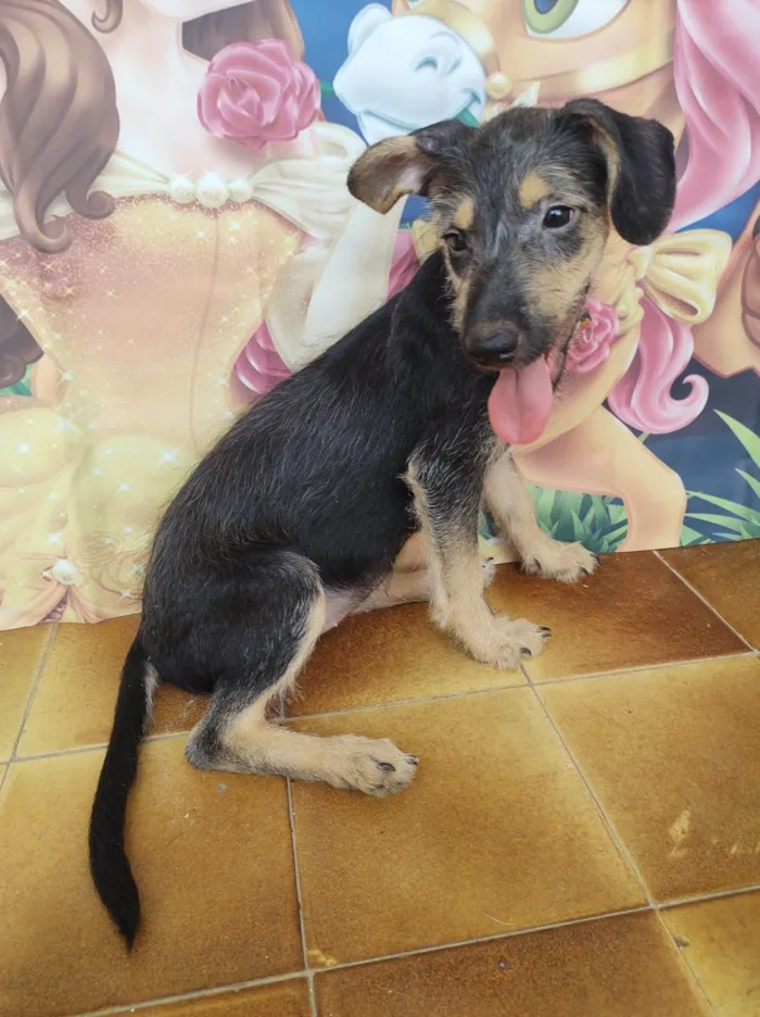 Cachorro ra a SRD-ViraLata idade 2 a 6 meses nome Eva