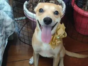 Cachorro raça SRD-ViraLata idade 7 a 11 meses nome Juliettte
