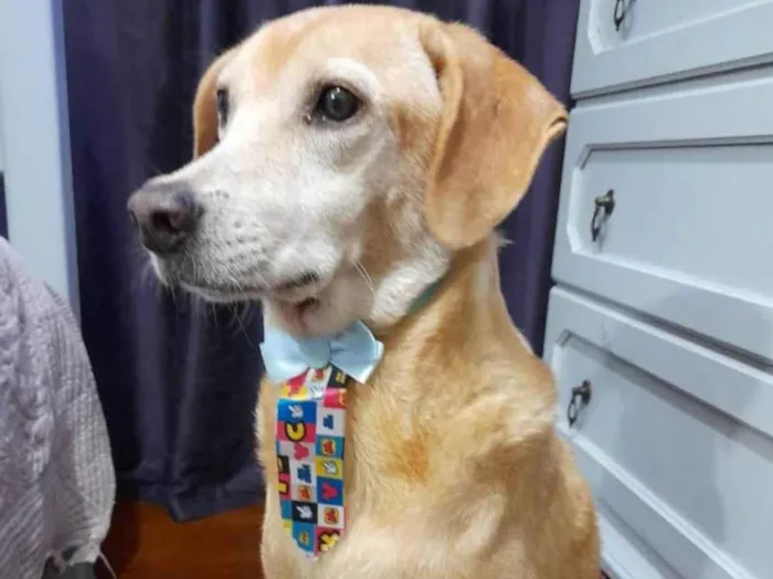 Cachorro ra a SRD-ViraLata idade 5 anos nome Quindin
