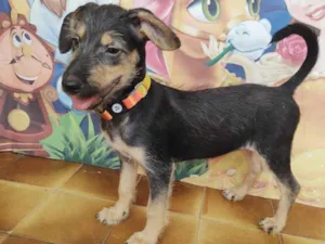 Cachorro raça SRD-ViraLata idade 2 a 6 meses nome Eva