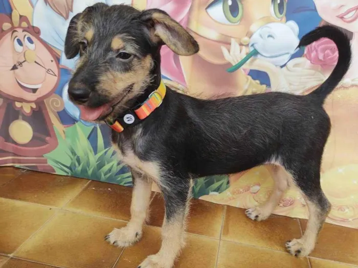 Cachorro ra a SRD-ViraLata idade 2 a 6 meses nome Eva