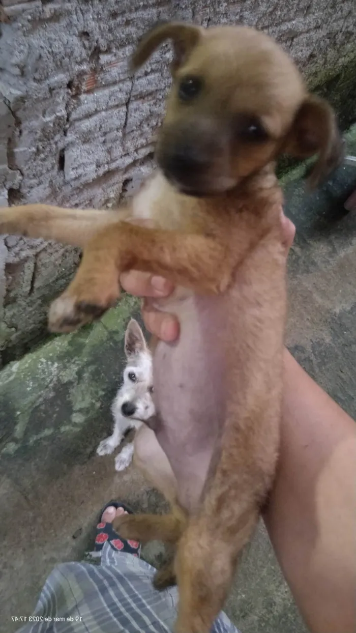 Cachorro ra a SRD-ViraLata idade 2 a 6 meses nome Lili / betove / henekin 