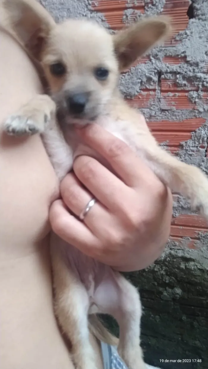 Cachorro ra a SRD-ViraLata idade 2 a 6 meses nome Lili / betove / henekin 