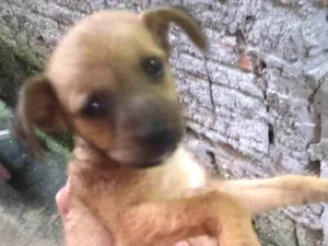 Cachorro raça SRD-ViraLata idade 2 a 6 meses nome Lili / betove / henekin 