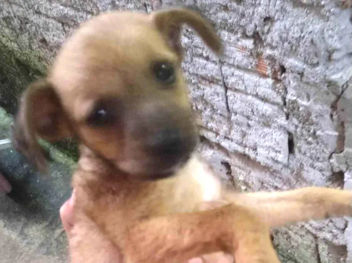 Cachorro ra a SRD-ViraLata idade 2 a 6 meses nome Lili / betove / henekin 