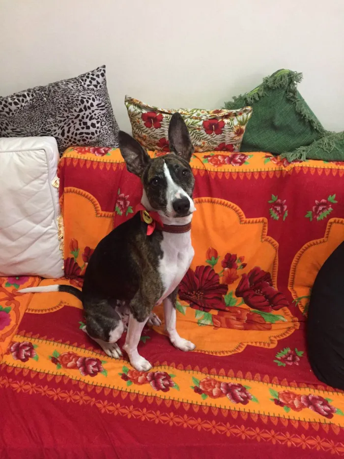 Cachorro raça Srd idade 1 ano nome Luke