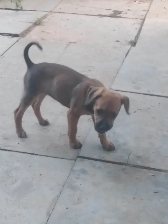 Cachorro ra a  idade Abaixo de 2 meses nome Sem nome