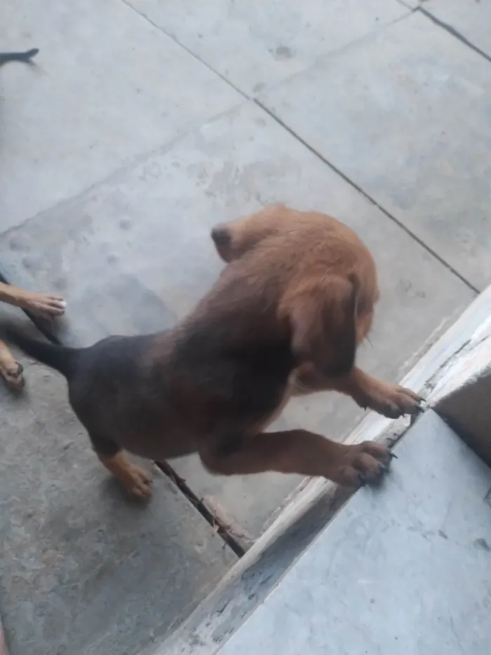 Cachorro ra a  idade Abaixo de 2 meses nome Sem nome