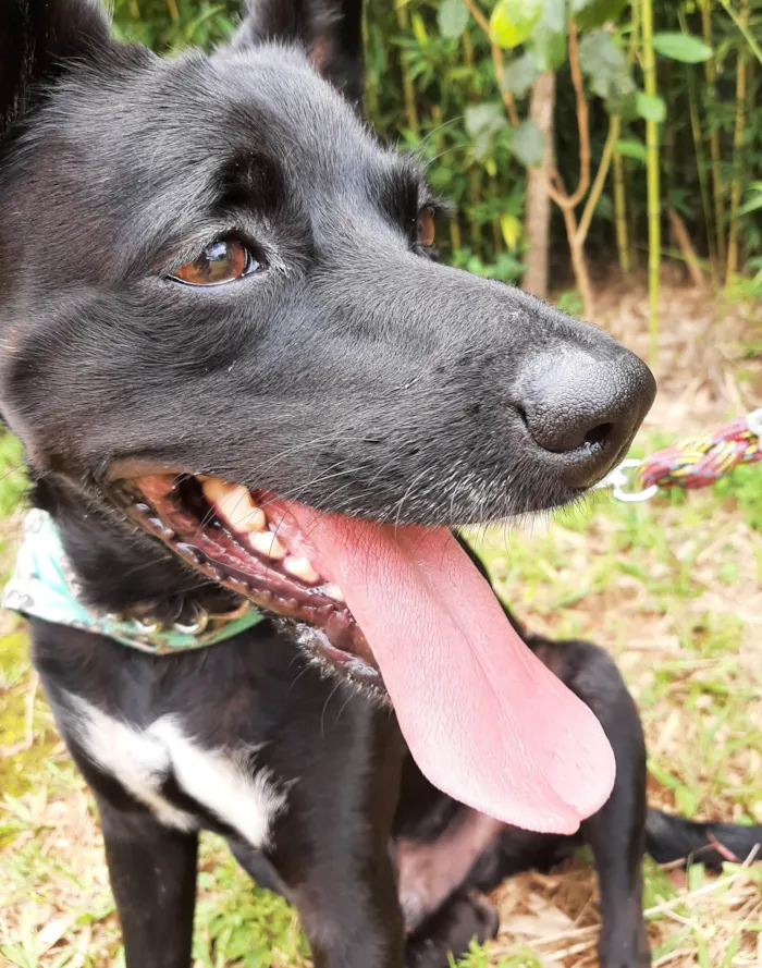 Cachorro ra a SRD-ViraLata idade 1 ano nome Lui