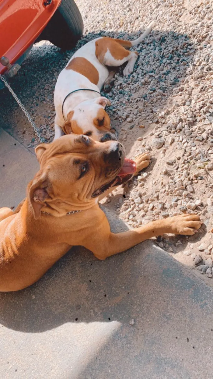 Cachorro ra a Pit-Bull idade 1 ano nome Atena e poseidon