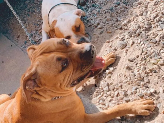 Cachorro ra a Pit-Bull idade 1 ano nome Atena e poseidon