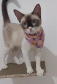 Mag