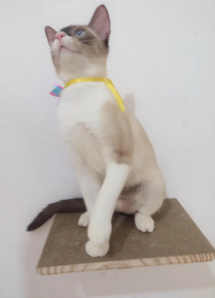 Gato ra a SRD-ViraLata idade 7 a 11 meses nome Mag