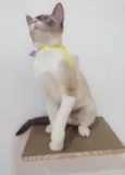 Mag
