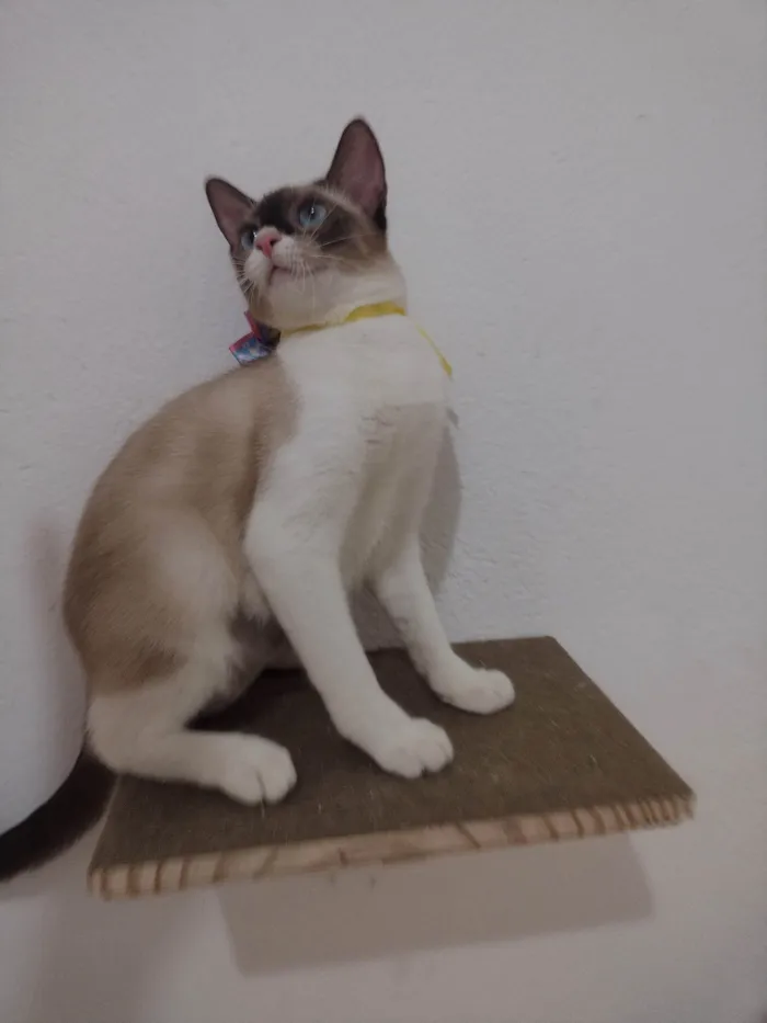 Gato ra a SRD-ViraLata idade 7 a 11 meses nome Mag