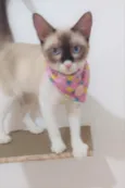 Mag