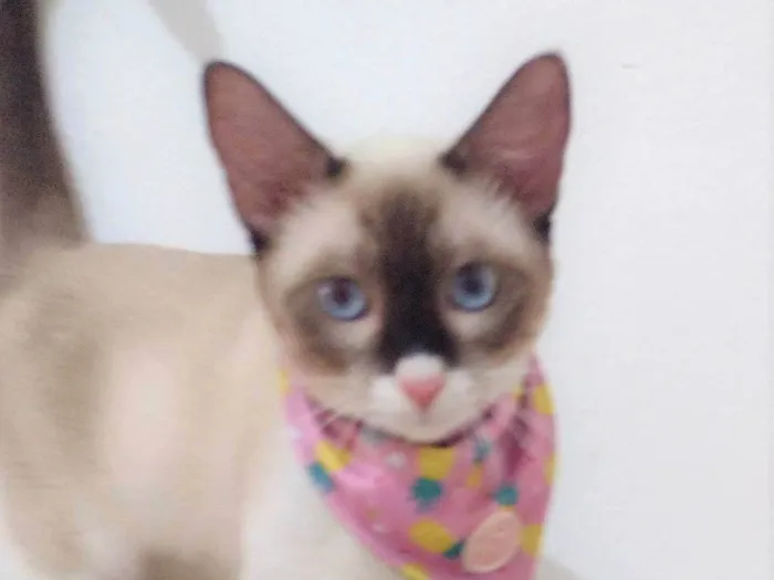 Gato ra a SRD-ViraLata idade 7 a 11 meses nome Mag