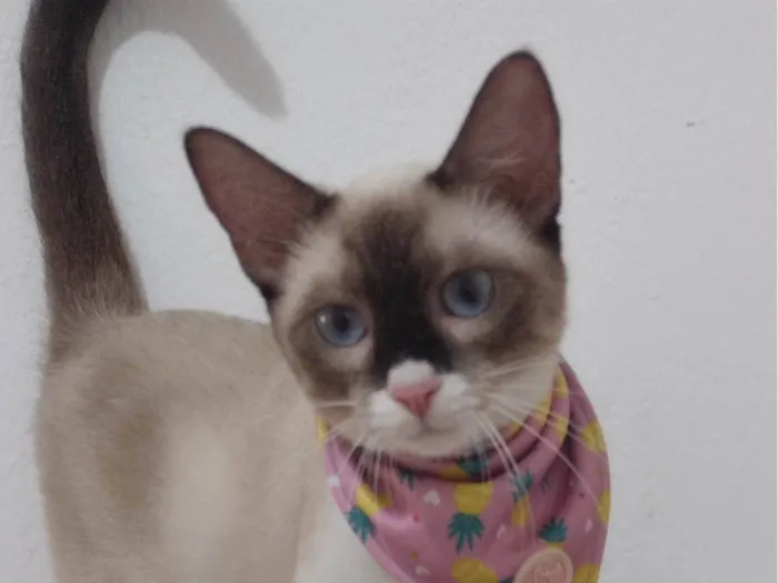 Gato ra a SRD-ViraLata idade 7 a 11 meses nome Mag