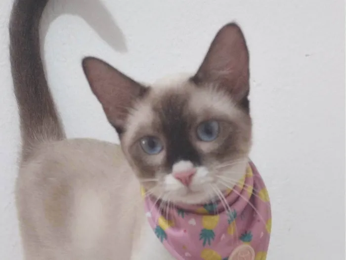 Gato ra a SRD-ViraLata idade 7 a 11 meses nome Mag