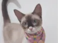 Mag
