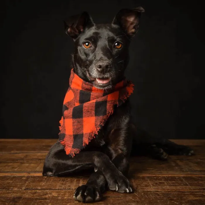 Cachorro ra a SRD-ViraLata idade 1 ano nome Amora
