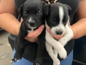 Cachorro raça SRD-ViraLata idade 2 a 6 meses nome Keco 