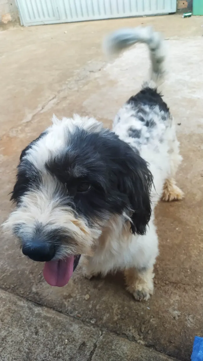Cachorro ra a SRD-ViraLata idade 5 anos nome Kurama 