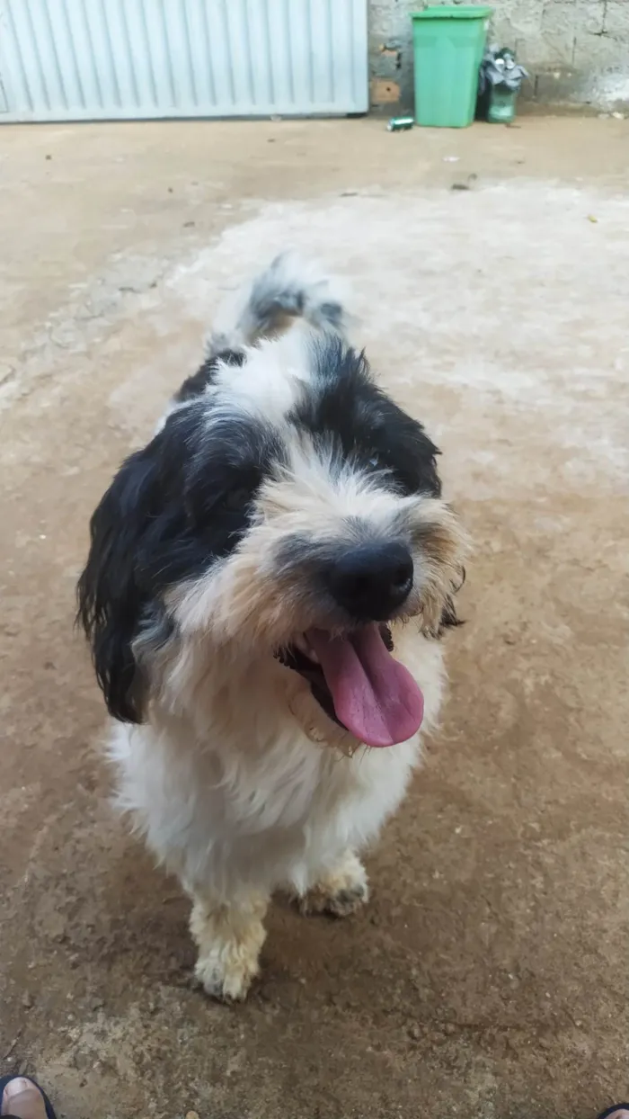 Cachorro ra a SRD-ViraLata idade 5 anos nome Kurama 