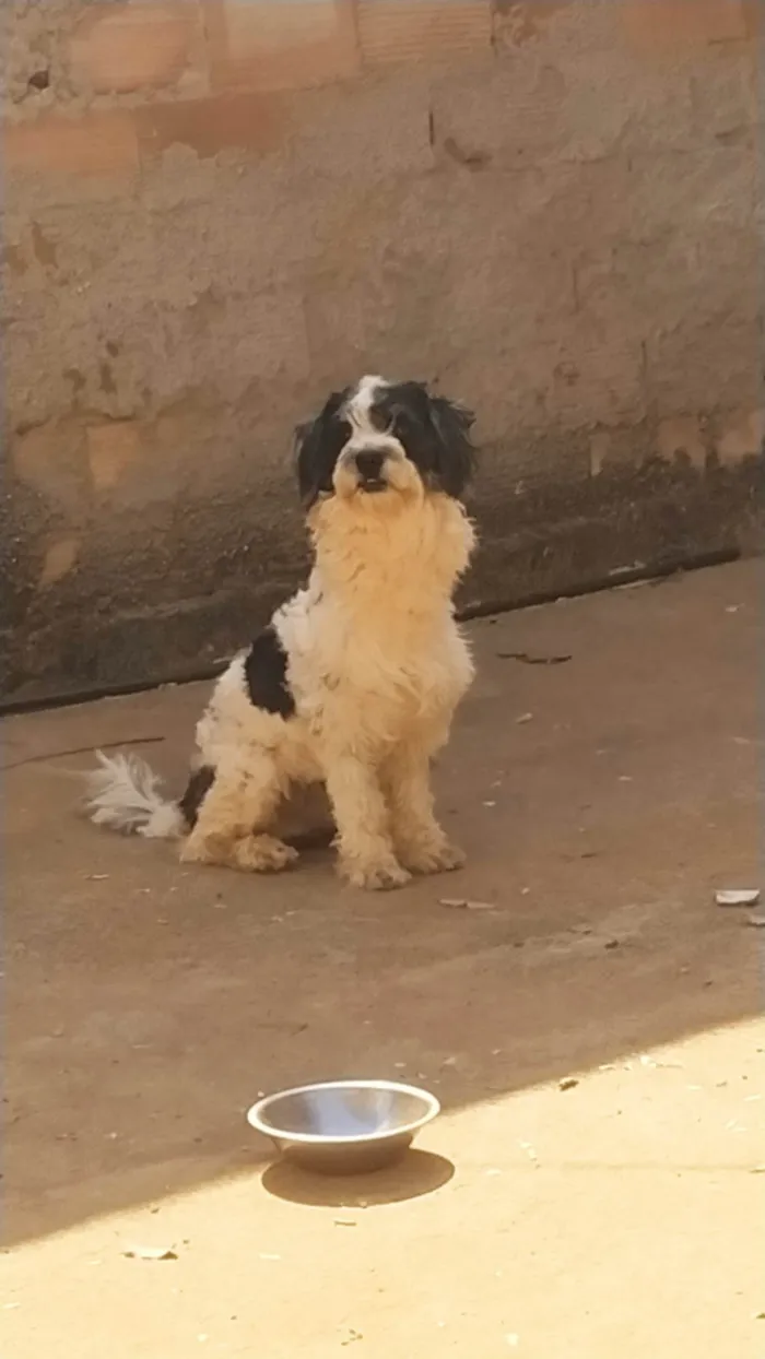 Cachorro ra a SRD-ViraLata idade 5 anos nome Kurama 