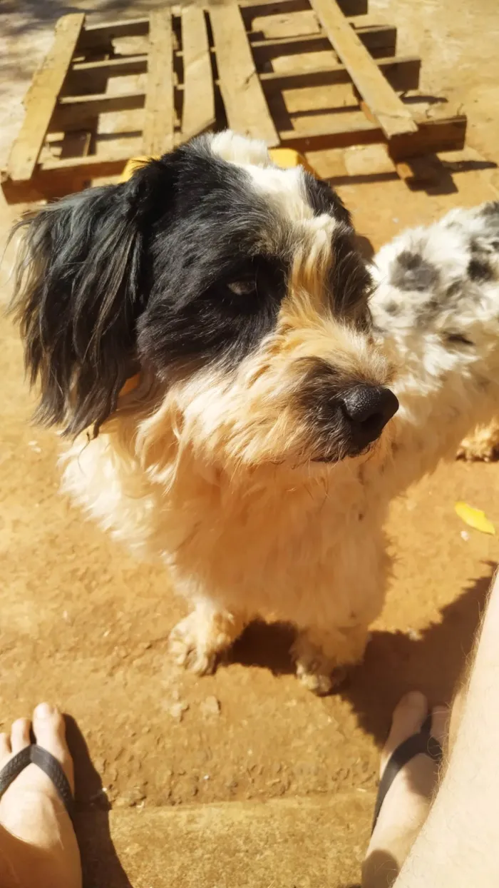 Cachorro ra a SRD-ViraLata idade 5 anos nome Kurama 