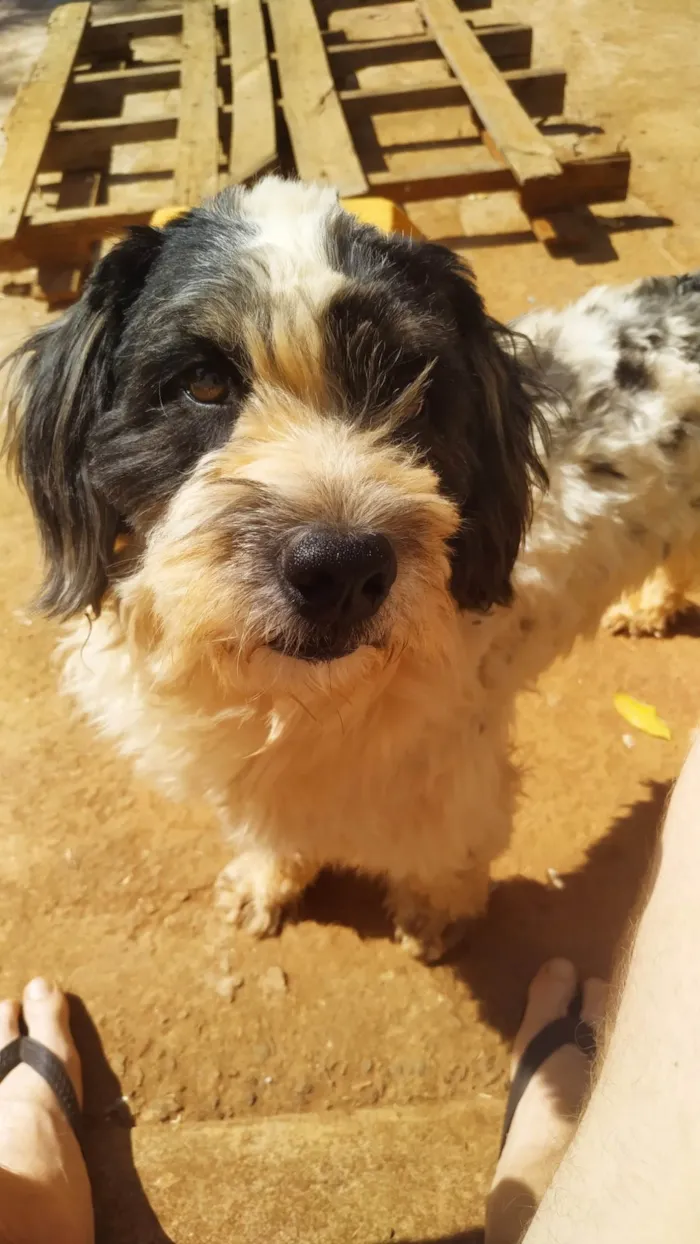 Cachorro ra a SRD-ViraLata idade 5 anos nome Kurama 