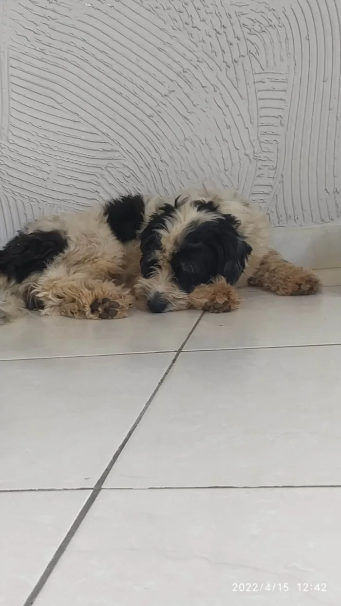 Cachorro ra a SRD-ViraLata idade 5 anos nome Kurama 