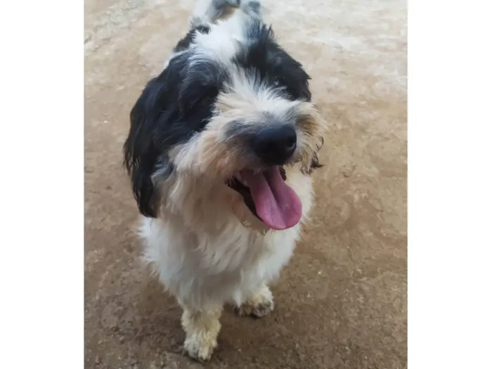 Cachorro ra a SRD-ViraLata idade 5 anos nome Kurama 
