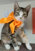 SAFIRA