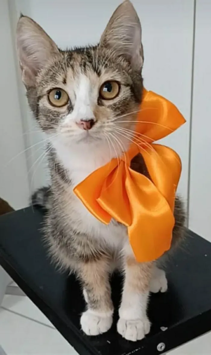 Gato ra a srd idade 2 a 6 meses nome SAFIRA