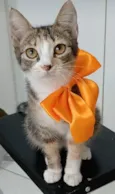 SAFIRA