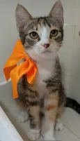 SAFIRA